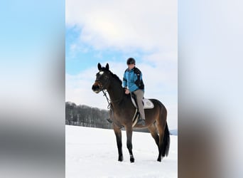 Slovacco, Castrone, 10 Anni, 180 cm, Baio nero