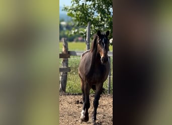 Slovacco, Castrone, 3 Anni, 165 cm, Baio