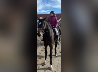 Slovacco, Castrone, 4 Anni, 165 cm, Baio