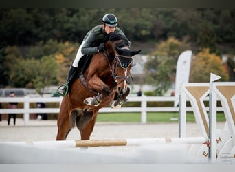 Slovacco, Castrone, 4 Anni, 168 cm, Baio ciliegia