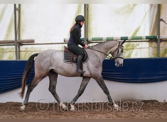 Slovacco, Castrone, 4 Anni, 170 cm, Grigio