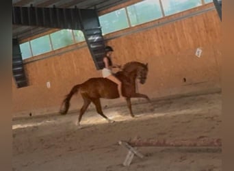 Slovacco, Castrone, 5 Anni, 165 cm, Sauro