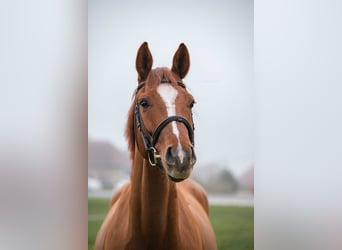 Slovacco, Castrone, 5 Anni, 165 cm, Sauro scuro