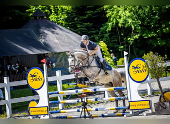 Slovacco, Castrone, 6 Anni, 167 cm, Grigio