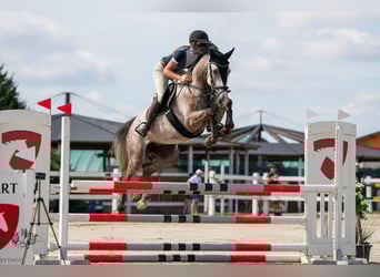 Slovacco, Castrone, 6 Anni, 169 cm, Grigio