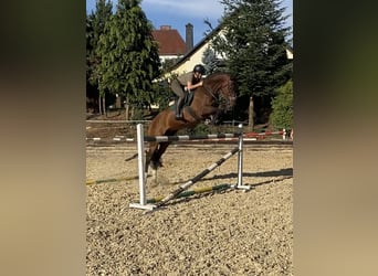 Slovacco, Castrone, 7 Anni, 165 cm, Baio ciliegia