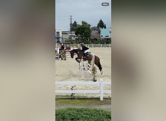 Slovacco, Castrone, 7 Anni, 167 cm, Baio ciliegia