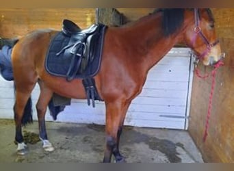 Slovacco, Castrone, 7 Anni, 168 cm, Baio