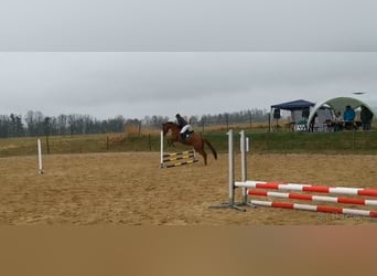Slovacco, Castrone, 7 Anni, 170 cm, Sauro scuro