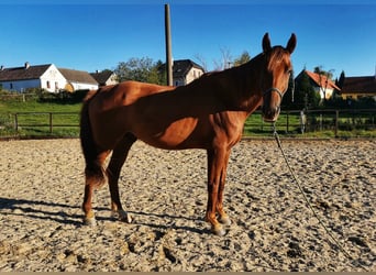 Slovacco, Castrone, 7 Anni, 170 cm, Sauro scuro