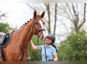 Slovacco, Castrone, 7 Anni, 174 cm, Sauro