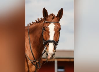 Slovacco, Castrone, 7 Anni, 174 cm, Sauro