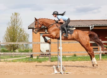 Slovacco, Castrone, 7 Anni, 174 cm, Sauro