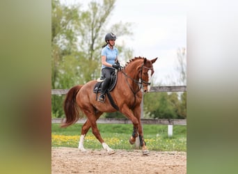 Slovacco, Castrone, 7 Anni, 174 cm, Sauro