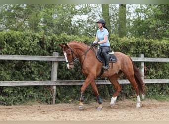 Slovacco, Castrone, 7 Anni, 174 cm, Sauro
