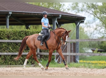 Slovacco, Castrone, 7 Anni, 174 cm, Sauro