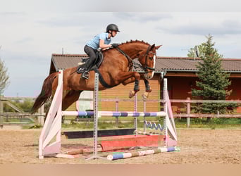 Slovacco, Castrone, 7 Anni, 174 cm, Sauro