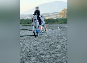 Slovacco, Castrone, 8 Anni, 168 cm, Grigio