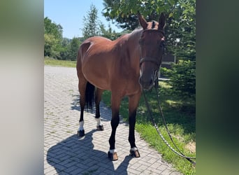 Slovacco, Castrone, 8 Anni, 172 cm, Baio