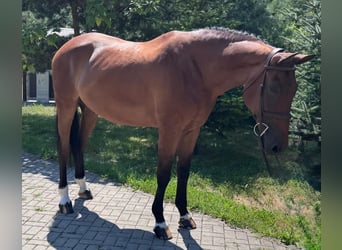 Slovacco, Castrone, 8 Anni, 172 cm, Baio