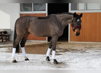 Slovacco, Castrone, 8 Anni, 180 cm, Baio scuro