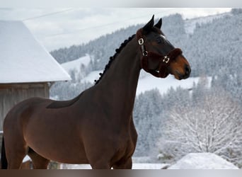 Slovacco, Castrone, 8 Anni, 180 cm, Baio scuro