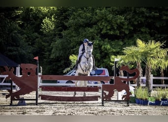 Slovacco, Giumenta, 10 Anni, 165 cm, Grigio