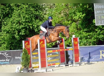 Slovacco, Giumenta, 10 Anni, 170 cm, Baio