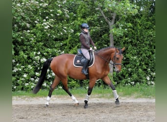 Slovacco, Giumenta, 10 Anni, 172 cm, Baio