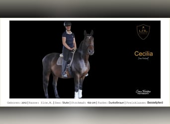 Slovacco, Giumenta, 11 Anni, 160 cm