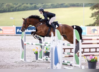 Slovacco, Giumenta, 11 Anni, 165 cm, Baio