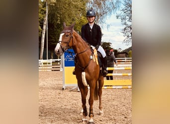 Slovacco, Giumenta, 11 Anni, 165 cm, Sauro