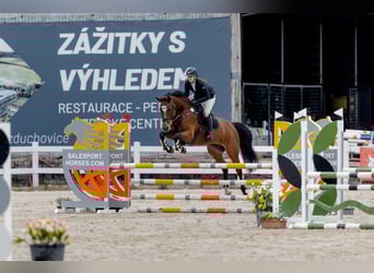 Slovacco, Giumenta, 12 Anni, 165 cm, Baio