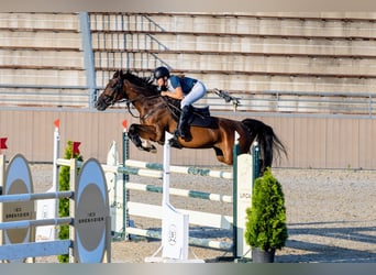 Slovacco, Giumenta, 12 Anni, 165 cm, Baio ciliegia