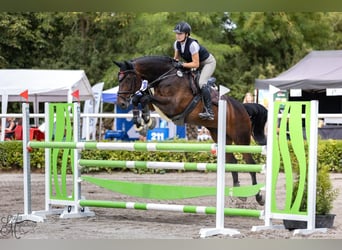 Slovacco, Giumenta, 12 Anni, 167 cm, Baio