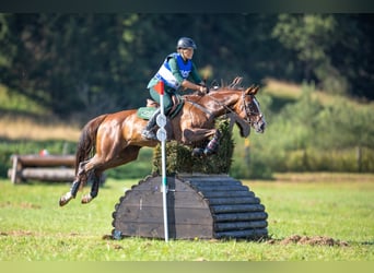 Slovacco, Giumenta, 12 Anni, 169 cm, Sauro scuro