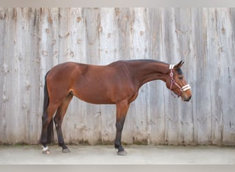 Slovacco, Giumenta, 4 Anni, Baio ciliegia