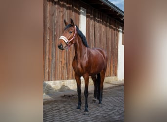 Slovacco, Giumenta, 4 Anni, Baio ciliegia