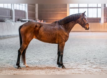 Slovacco, Giumenta, 5 Anni, 164 cm, Baio ciliegia