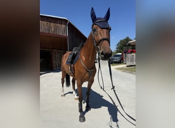 Slovacco, Giumenta, 5 Anni, 168 cm, Baio ciliegia