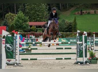 Slovacco, Giumenta, 7 Anni, 167 cm, Baio ciliegia