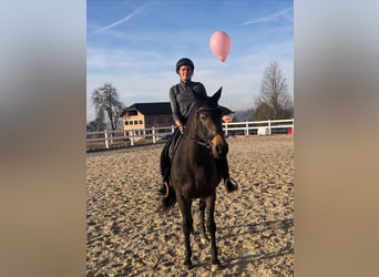 Slovacco, Giumenta, 8 Anni, 160 cm, Pelle di daino