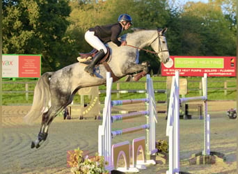 Slovacco, Giumenta, 9 Anni, 171 cm, Grigio