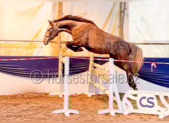 Slovacco, Stallone, 5 Anni, 165 cm, Grigio