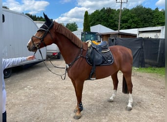 Slovak Warmblood, Gelding, 10 years, 16.3 hh, Chestnut-Red