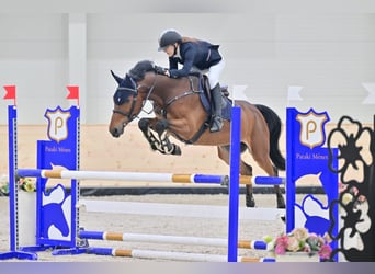 Slovak Warmblood, Gelding, 10 years, 16 hh, Bay