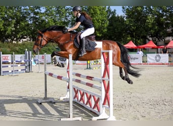 Slovak Warmblood, Gelding, 10 years, 16 hh, Bay