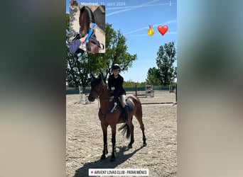 Slovak Warmblood, Gelding, 10 years