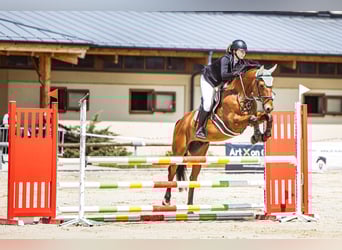 Slovak Warmblood, Gelding, 12 years, 16 hh, Brown