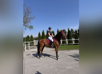 Slovak Warmblood, Gelding, 13 years, 16 hh, Brown